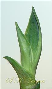  Bulbil